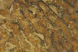 Pennsylvanian, Fossil Microbial Mat - Oklahoma #133135-1